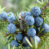 Juniper Juniper