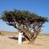 Frankincense Frankincense